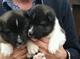 Regalo saludable y llamativo cachorros Akita - Foto 1