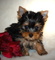 Regalo saludable y sobresaliente yorkshire terrier cachorros