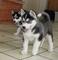AKC Husky Puppies - Foto 1