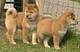 Cachorros de Shiba Inu de color rojo y crema. Nacionales. - Casas - Foto 2