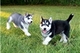 Cachorros husky