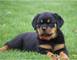 Cachorros Rottweiler para adopción -navidad - Foto 1