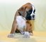 Camada de boxer familiar pedigree!!!