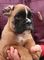 Camada de boxer familiar pedigree!!!