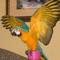 Dispongo guacamayo azul guacamayo navidad