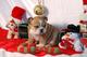 Dulce excelente preciosos navidad cachorra bulldog ingles