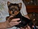 Dulces cachorros yorkie para adopción