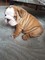 English Bulldog Akc registrado con todos los documentos necesario - Foto 1