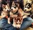 Excelente adorable preciosos navidad Husky Siberiano - Foto 1