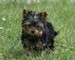 Excelente adorable preciosos navidad yorkshire terrier cachorros