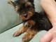 Excelente adorable preciosos navidad yorkshire terrier toy