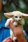 Fennec fox de raza gattos navidad