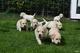 Goldern retriever cachorros de adopción - dulce navidad - Foto 1