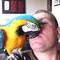 Guacamaya ara ararauna hembra y macho navidad - Foto 1