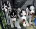 Preciosos cachorros de husky siberiano - Foto 1
