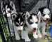 Preciosos cachorros de husky siberiano