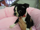 Preciosos y amigables cachorros boston terrier para adopción
