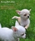 Puppydiamond criadero exclusivo chihuahuas bichon maltes lulu