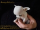 Puppydiamond criadero exclusivo chihuahuas bichon maltes lulu - Foto 3