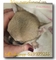 Puppydiamond criadero exclusivo chihuahuas bichon maltes lulu - Foto 6