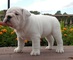 .Regalo agradable e inteligente cachorros de bulldog inglés - Foto 1