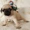 Regalo brillante pug cachorros