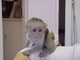 //Regalo brillante y acogedor monos capuchinos - Foto 1