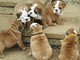 Regalo bulldog ingles - Foto 1