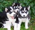 Regalo cachorros de husky siberiano de primera clase - Foto 1