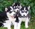 Regalo cachorros de husky siberiano de primera clase