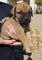 Regalo cautivador bullmastiff cachorros