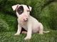 Regalo dulce, fenomenal bull terrier cachorros