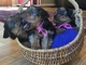 Regalo espumosos yorkie cachorros - Foto 1