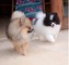 Regalo fantástico y amigable cachorros de pomerania - Foto 1