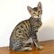 Regalo gatitos savannah muy excepcionales - Foto 1