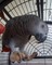 Regalo hábil loros grises africanos - Foto 1