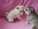 Regalo hermoso, cachorros pomsky especiales