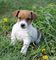 Regalo impresionante Jack Russell cachorros - Foto 1