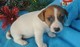 Regalo impresionante jack russell cachorros