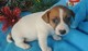 Regalo impresionante Jack Russell cachorros - Foto 1