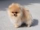 Regalo magníficos cachorros de Pomerania - Foto 1