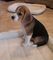 Regalo maravilloso perritos beagle - Foto 1