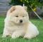 Regalo muy brillante chow chow cachorros