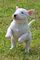 Regalo precioso bull terrier cachorros - Foto 1