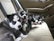 Straight up blue eyes siberian husky puppies en venta