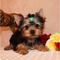 Yorkie Navidad cachorros para adopción - Foto 1