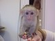 Amazing capuchin monkey para navidad