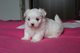 Bichon frise