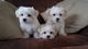 Bichon maltes cachorros peludisimos