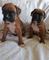 Boxer cachorros adorable excelente preciosos navidad - Foto 1